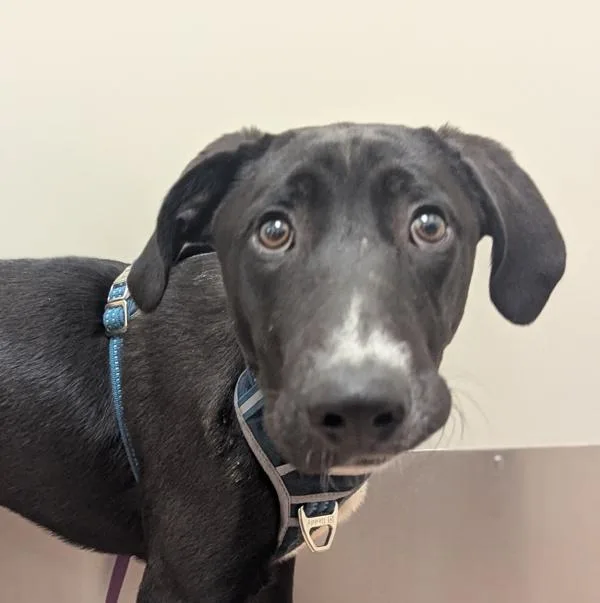 A baby medium-sized male Pit Bull Terrier dog named Big Jimbo for adoption in Santa Rosa, CA