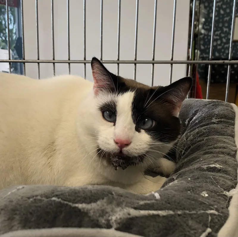 A young medium-sized male Black & White / Tuxedo Domestic Short Hair cat named Saiyan for adoption in Parma, OH