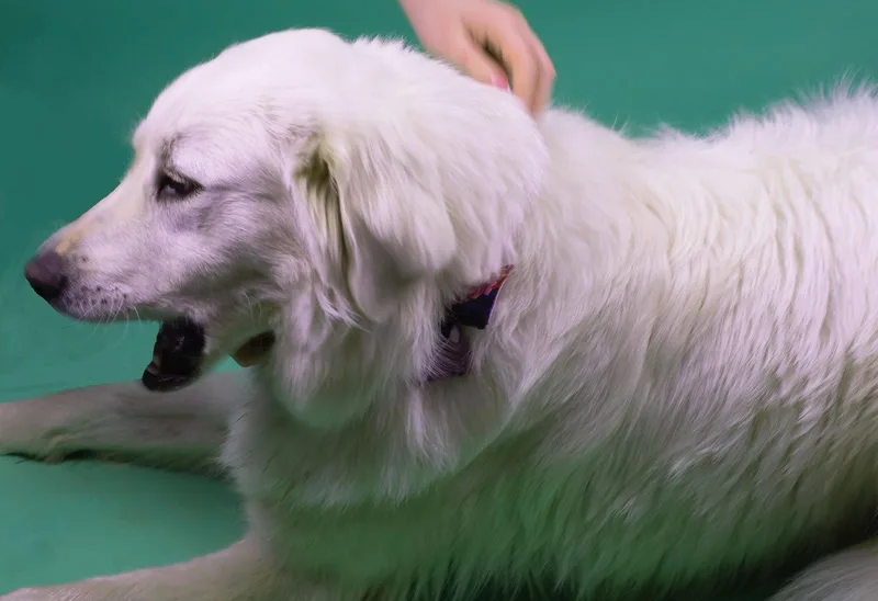 A young medium-sized male Great Pyrenees dog named Duke for adoption in Holly Springs, MS