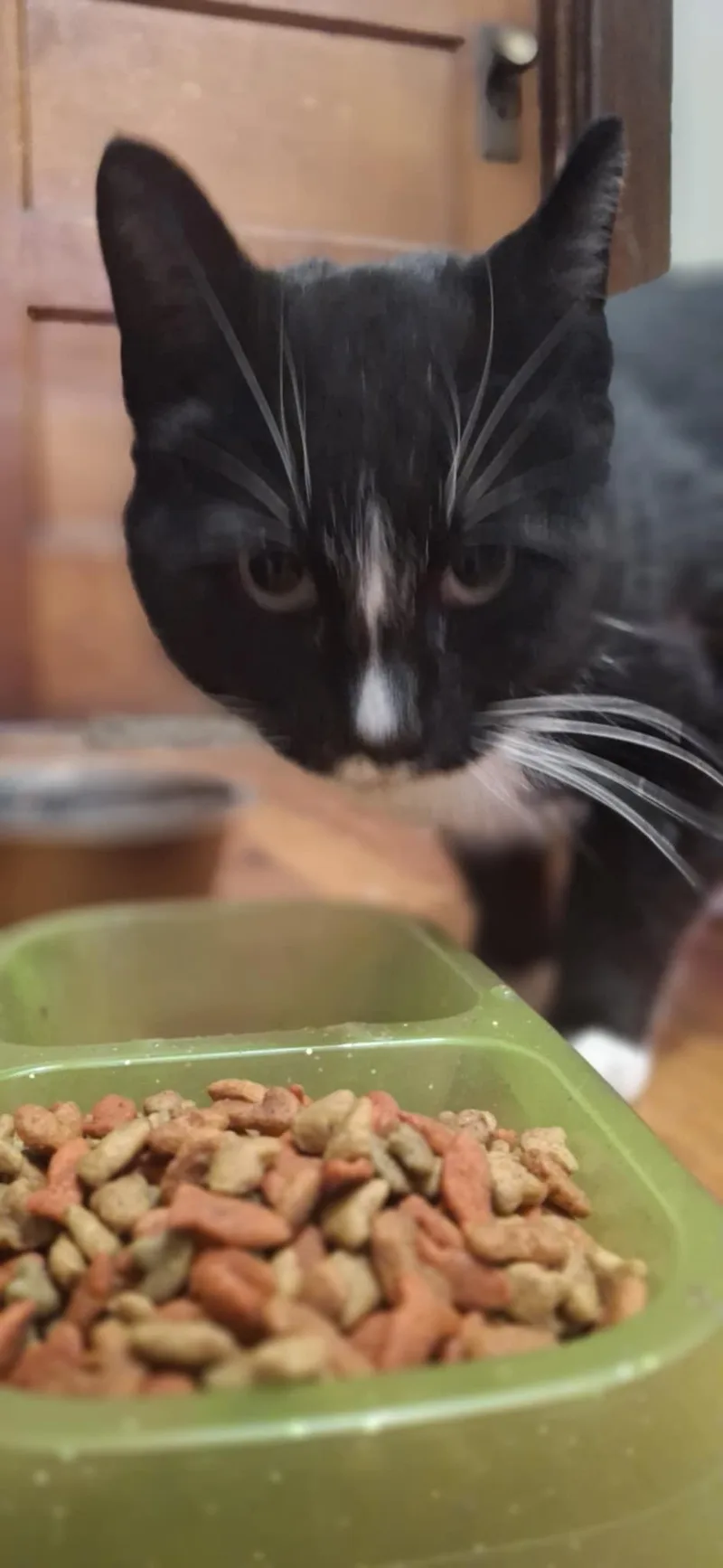 A young large-sized male Domestic Short Hair cat named Zorro for adoption in Canton, CT