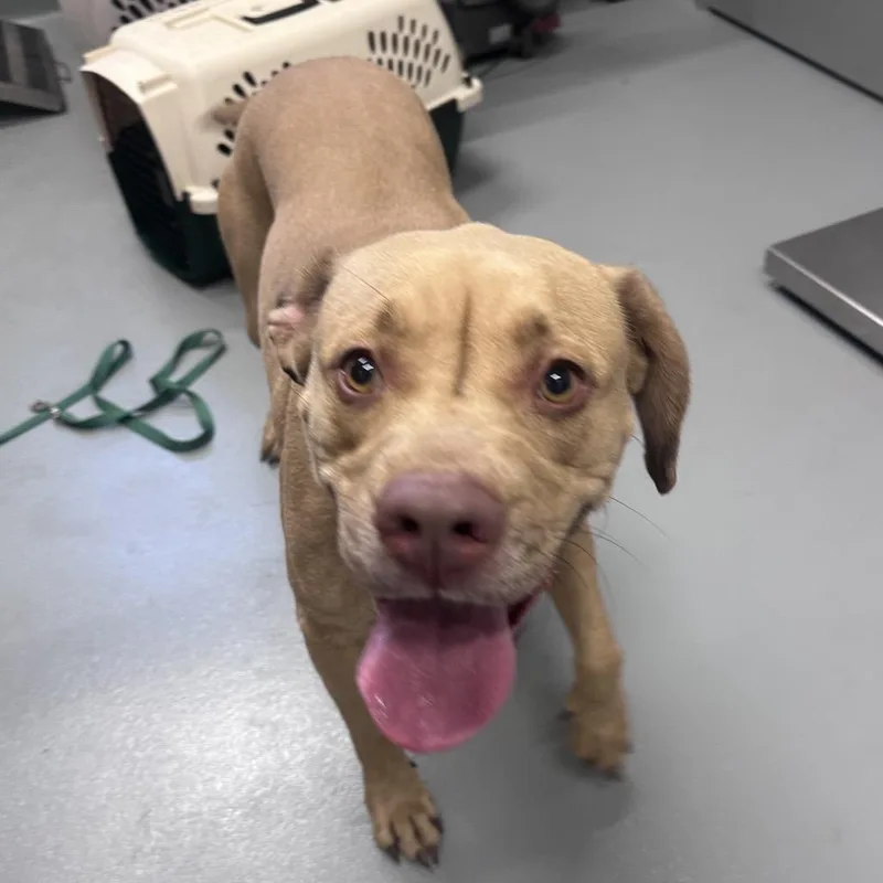 A young small-sized female Yellow / Tan / Blond / Fawn American Staffordshire Terrier dog named Gracie for adoption in Mount Vernon, IN