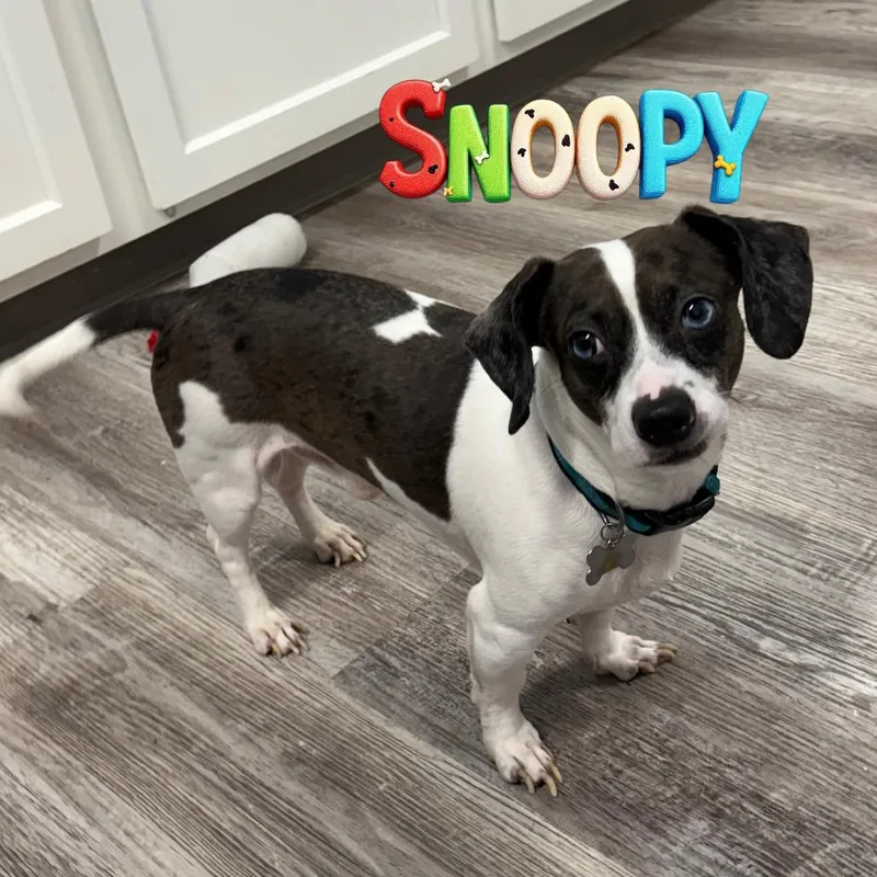 Snoopy Bonded Wpeanut