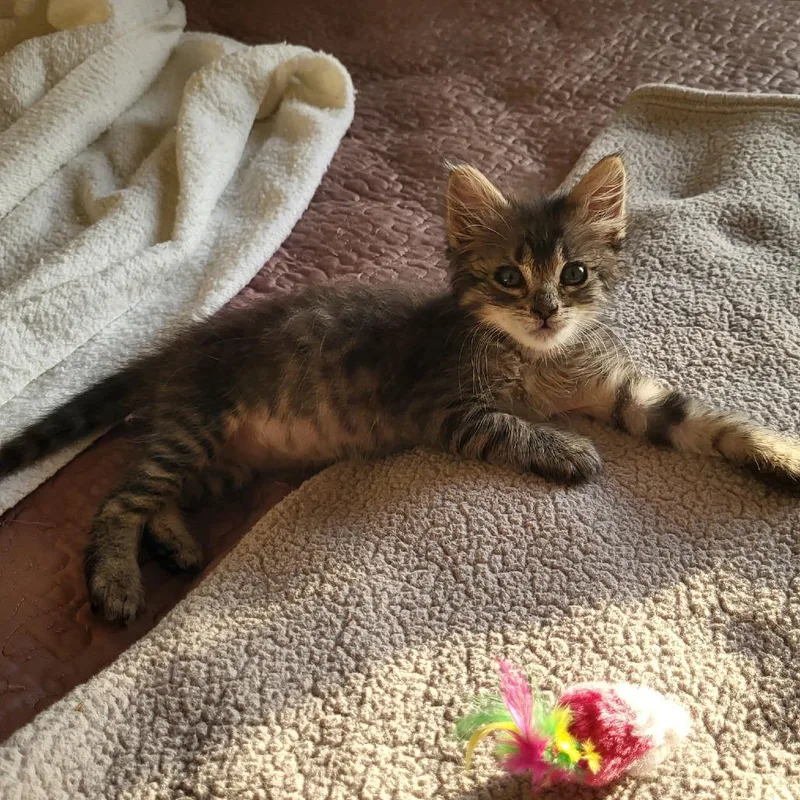 A baby small-sized female Brown / Chocolate Domestic Short Hair cat named Delightful Dino for adoption in Austin, TX