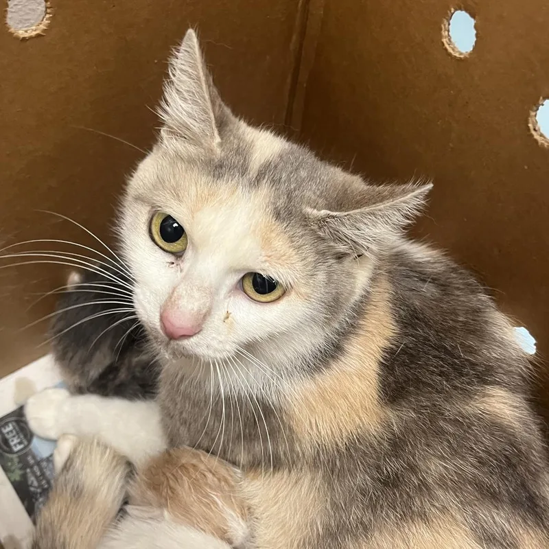 An adult medium-sized female White Domestic Short Hair cat named Sweet Treat for adoption in Austin, TX