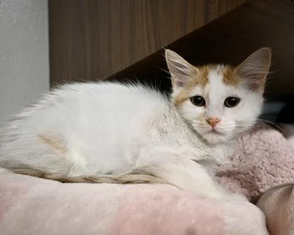 A baby small-sized female Domestic Long Hair cat named Funyun for adoption in West Seneca, NY