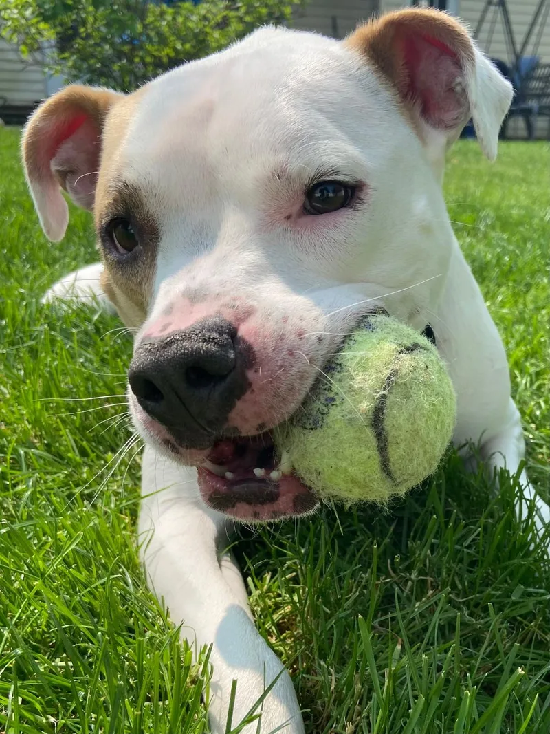 Piper  Courtesy Listing