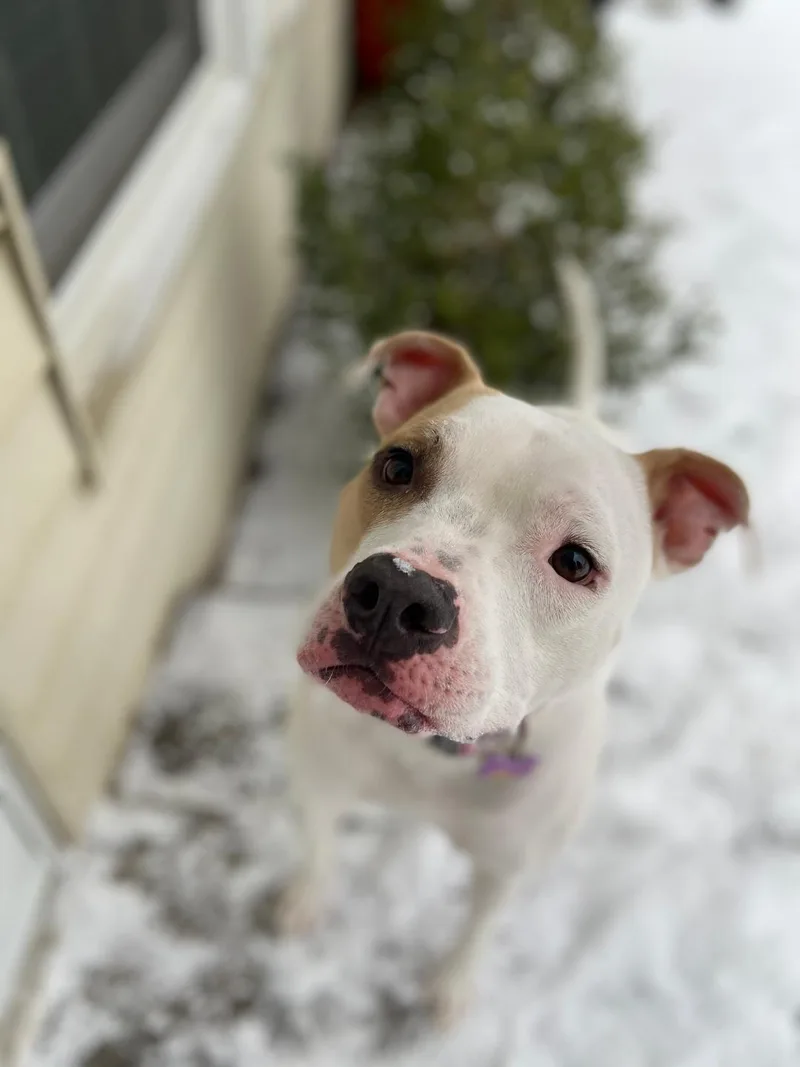 Piper  Courtesy Listing thumbnail 3