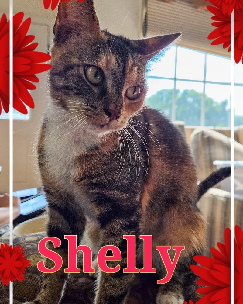 An adult medium-sized female Torbie Domestic Short Hair cat named Shelly for adoption in Great Mills, MD
