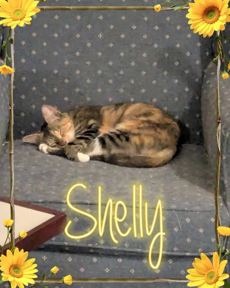 Shelly thumbnail 2