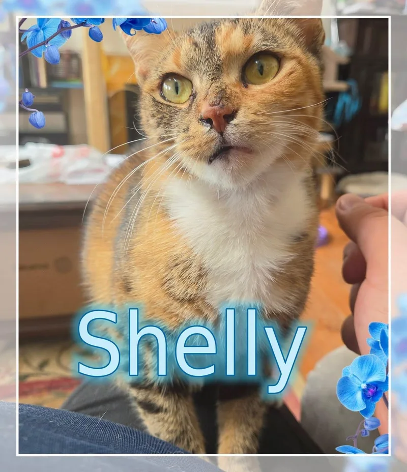 Shelly thumbnail 3