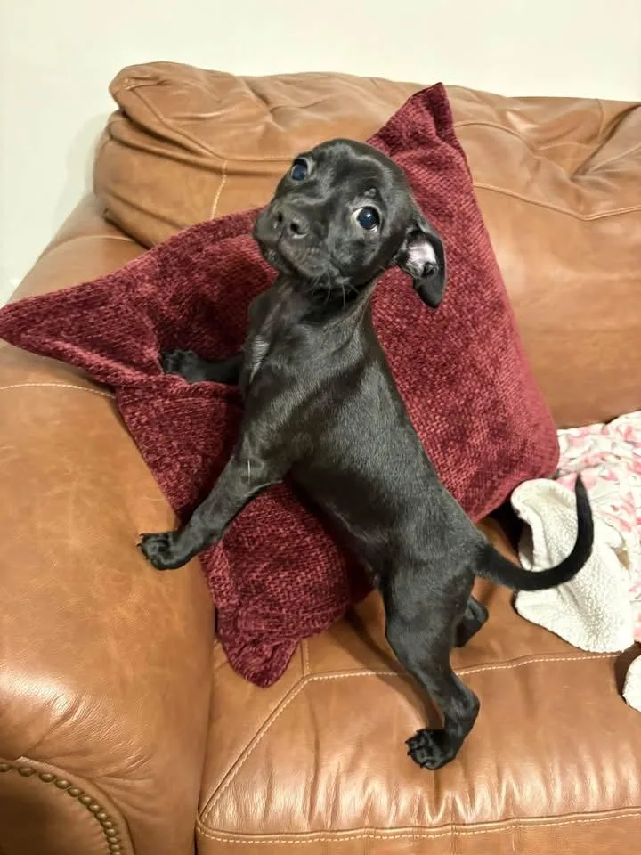 A baby small-sized female Chihuahua dog named Minnie for adoption in Berlin, NJ