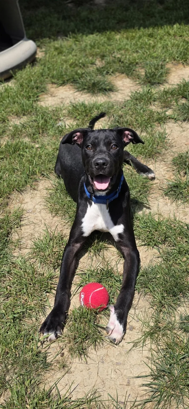 A young medium-sized male Black Pit Bull Terrier dog named Silver Fish for adoption in Shepherdsville, KY