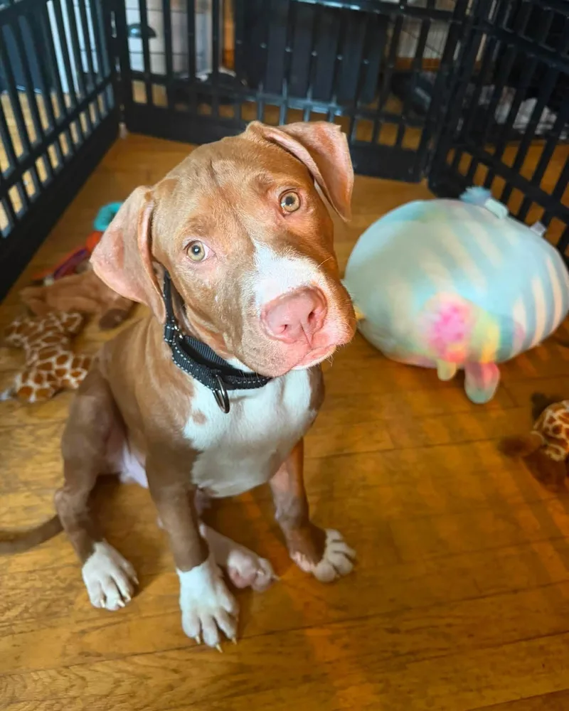 A baby large-sized male Pit Bull Terrier dog named Casserole for adoption in Spotsylvania, VA