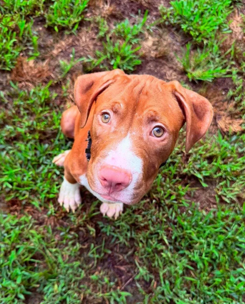 A baby large-sized male Pit Bull Terrier dog named Casserole for adoption in Spotsylvania, VA