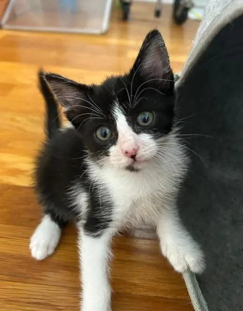 A baby small-sized female Domestic Short Hair cat named Henrietta for adoption in Camarillo, CA