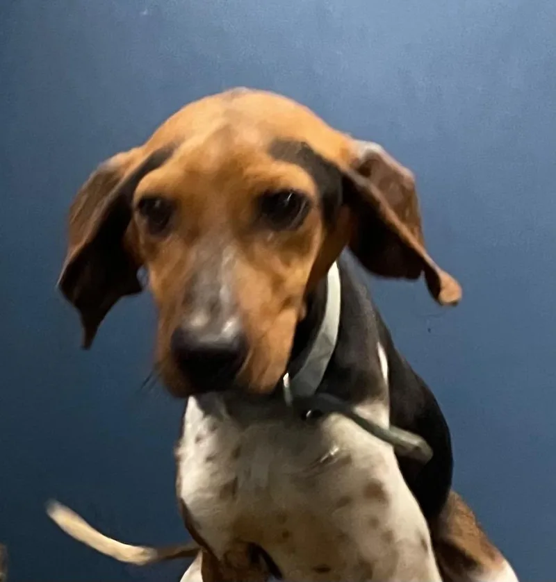 A young medium-sized male Hound dog named Warren for adoption in Henderson, NC
