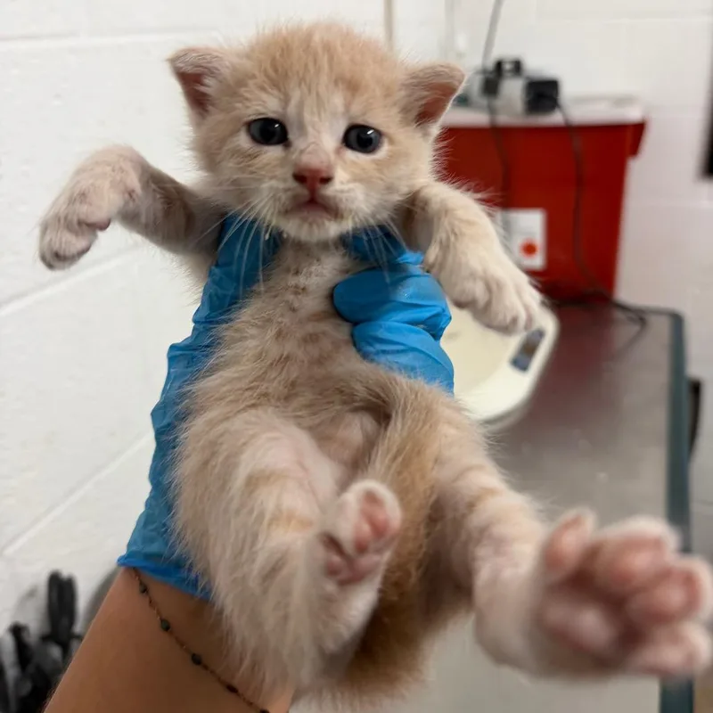 A baby small-sized female Buff / Tan / Fawn Domestic Short Hair cat named Yucca for adoption in Edinburg, TX