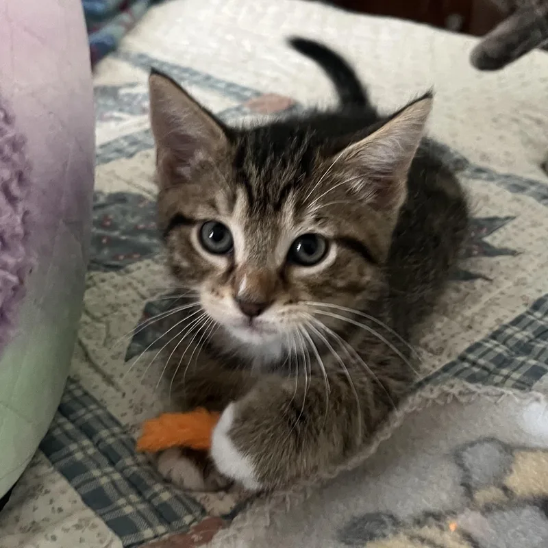 A baby small-sized male Tabby (Buff / Tan / Fawn) Domestic Short Hair cat named Carter for adoption in Bentonville, AR