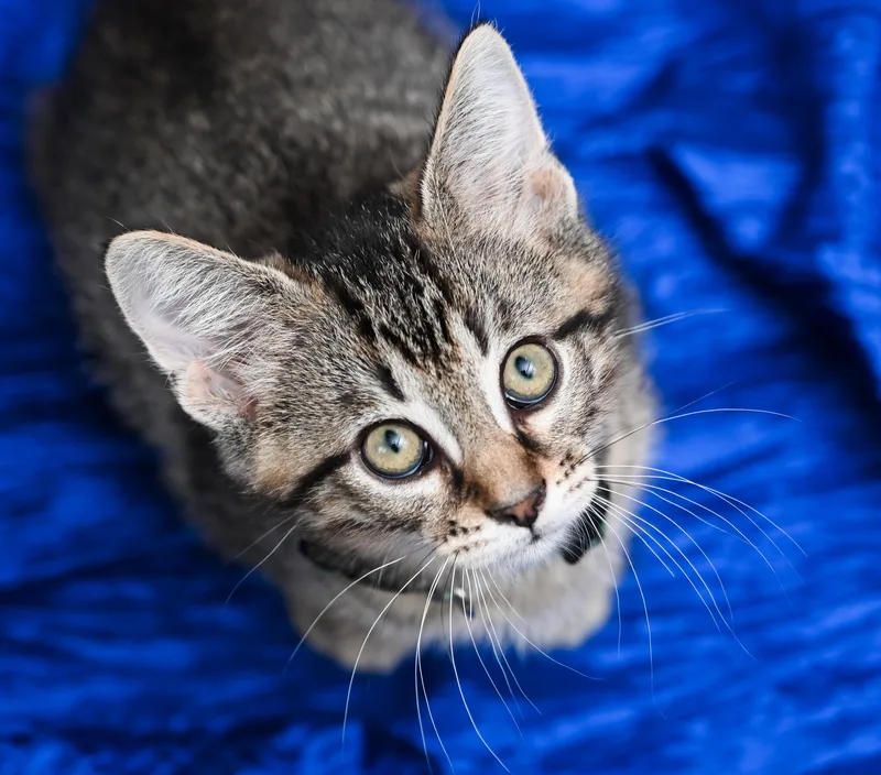 A baby medium-sized male Tabby (Gray / Blue / Silver) Tabby cat named Keebler for adoption in Chattanooga, TN