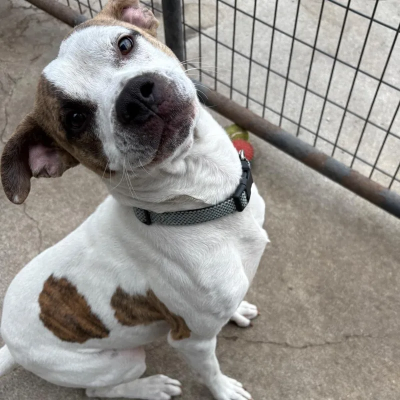 An adult medium-sized male Pit Bull Terrier dog named Apollo for adoption in Crookston, MN