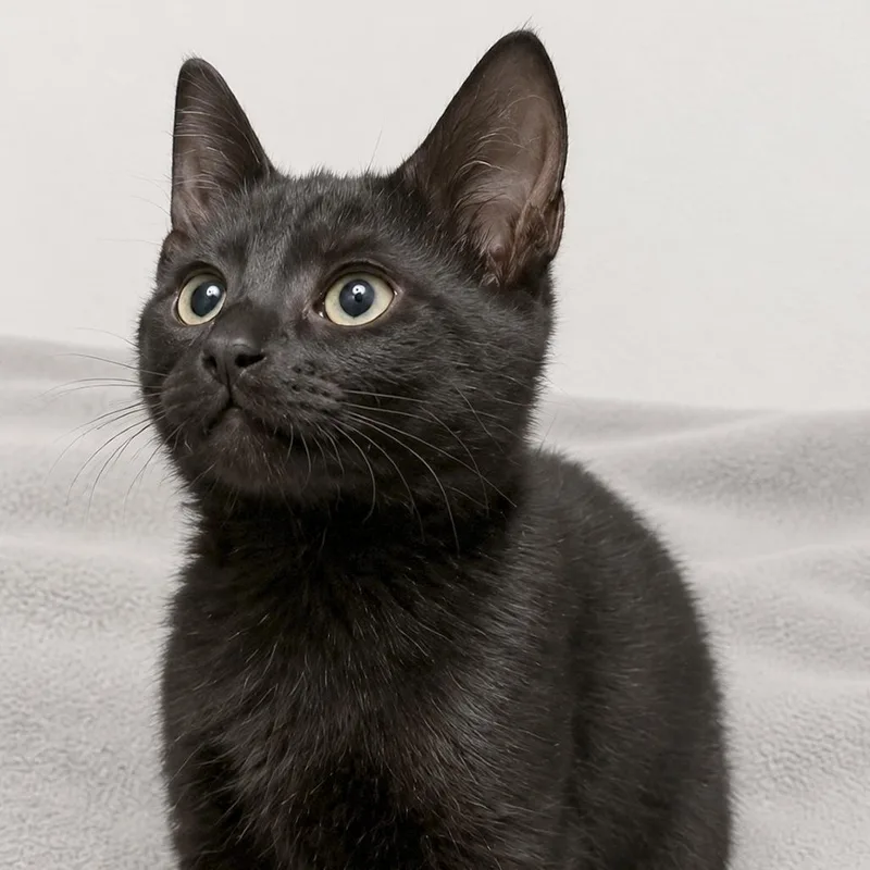 A baby small-sized male Black Domestic Short Hair cat named Nugget for adoption in Austin, TX