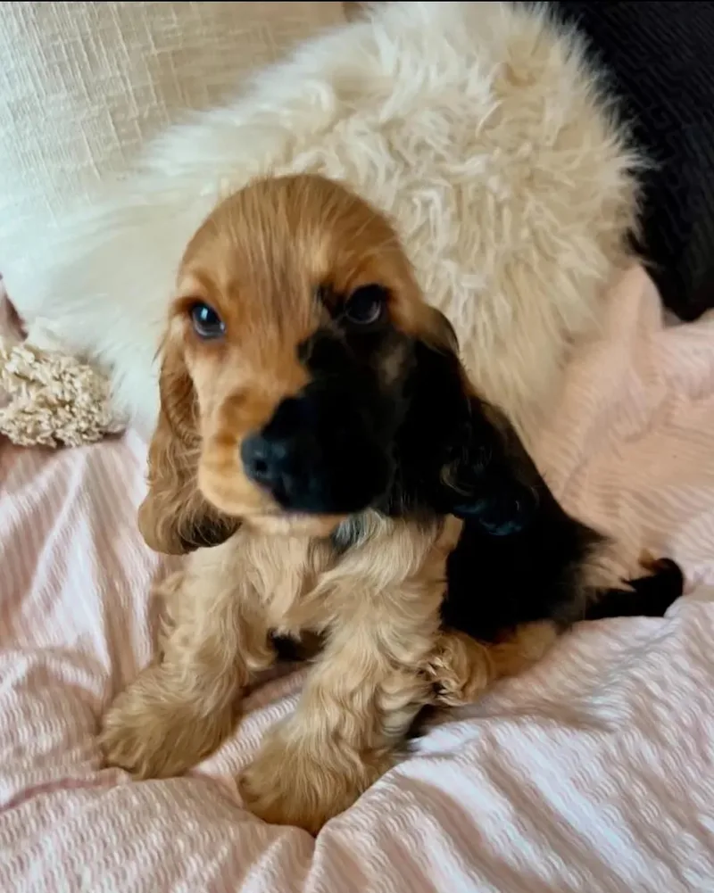 A young small-sized male Dachshund dog named Kc for adoption in Woodsfield, OH