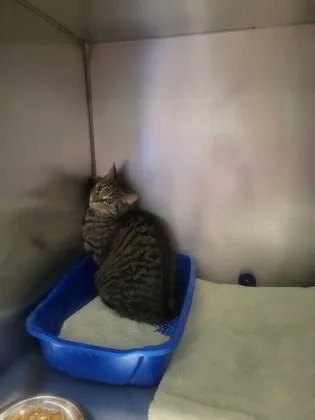 An adult medium-sized female Domestic Short Hair cat named Tabbie for adoption in Fishers, IN