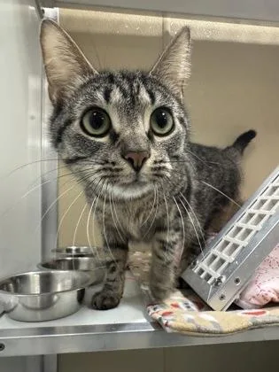 Tabbie thumbnail 2