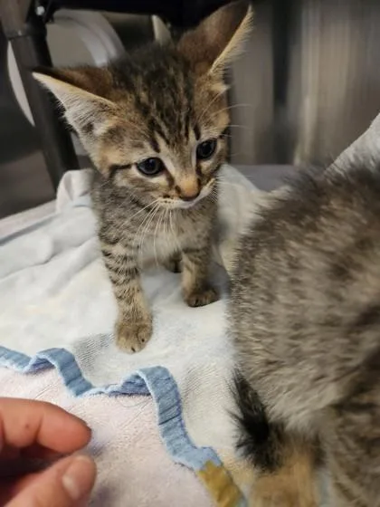 A baby small-sized male Domestic Medium Hair cat named Artemis for adoption in Independence, MO