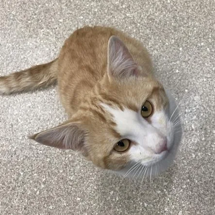 Cheese Ballz thumbnail 2