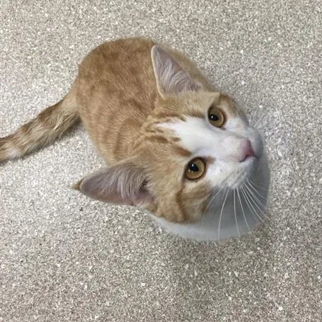 Cheese Ballz thumbnail 3