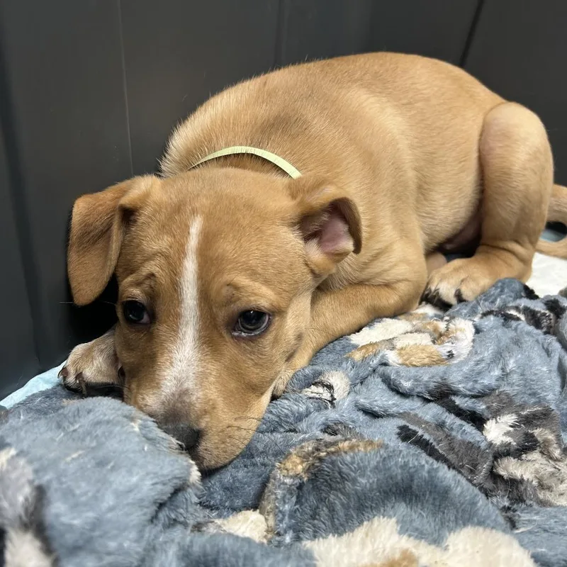 A baby small-sized male Labrador Retriever dog named Beef Stew for adoption in Springfield, MA