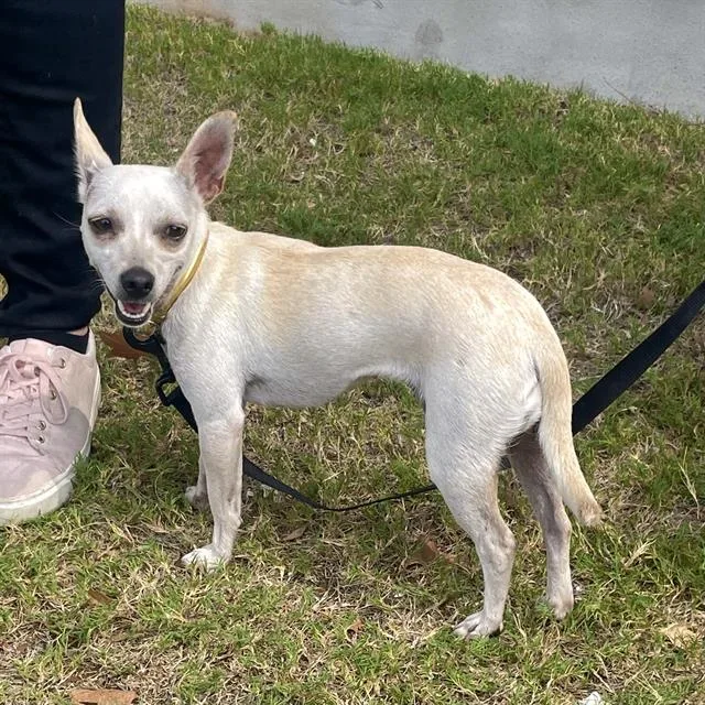 A young small-sized female Chihuahua dog named Baby Girl for adoption in San Antonio, TX