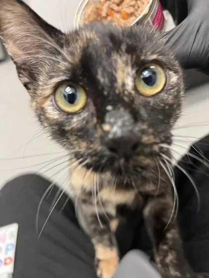 A young small-sized female Domestic Short Hair cat named Moonlight for adoption in Seattle, WA