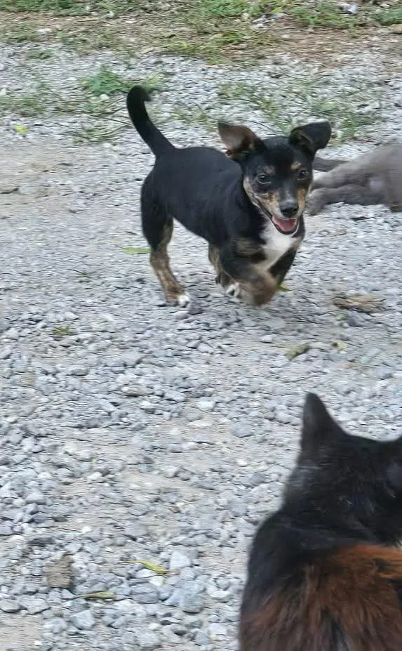 A young small-sized male Black Dachshund dog named Bruno for adoption in church point, LA