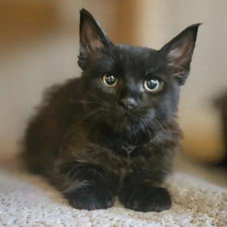 A baby small-sized male Domestic Medium Hair cat named Nico for adoption in Barron, WI
