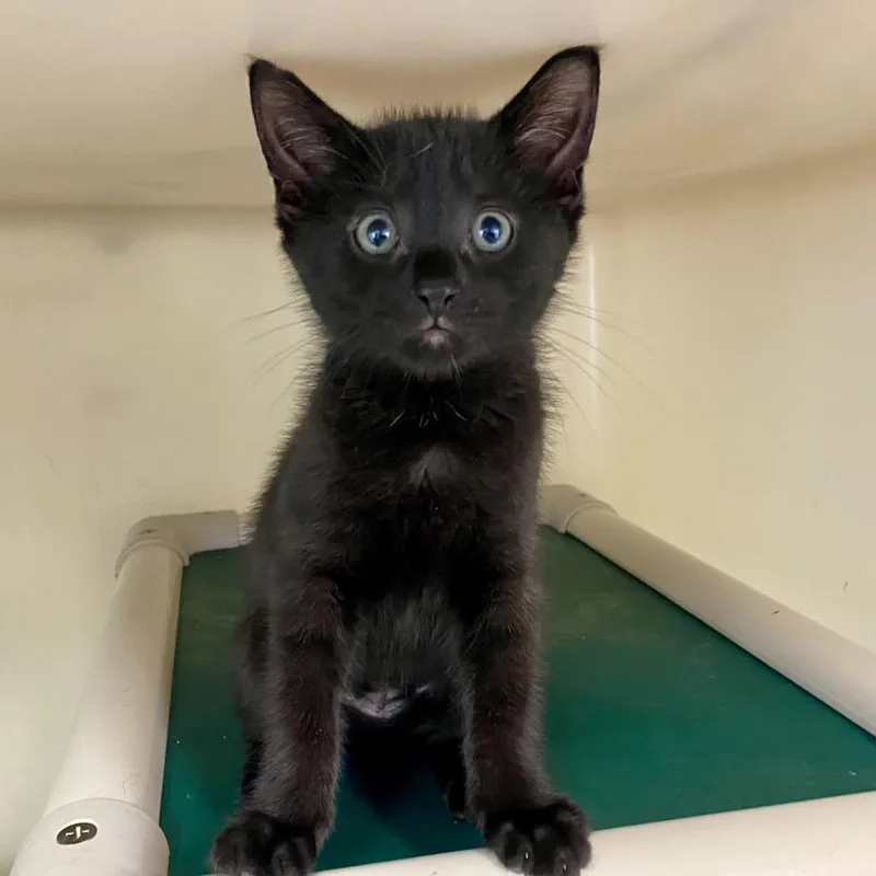 An adult medium-sized female Black Domestic Short Hair cat named Nova for adoption in New Fairfield, CT