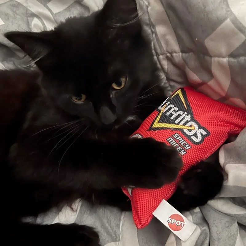 A young medium-sized male Black Domestic Medium Hair cat named Remy for adoption in Sunnyvale, CA