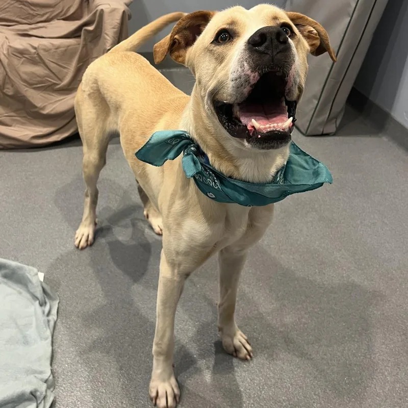An adult large-sized male Yellow / Tan / Blond / Fawn Mixed Breed dog named Banner for adoption in Novelty, OH