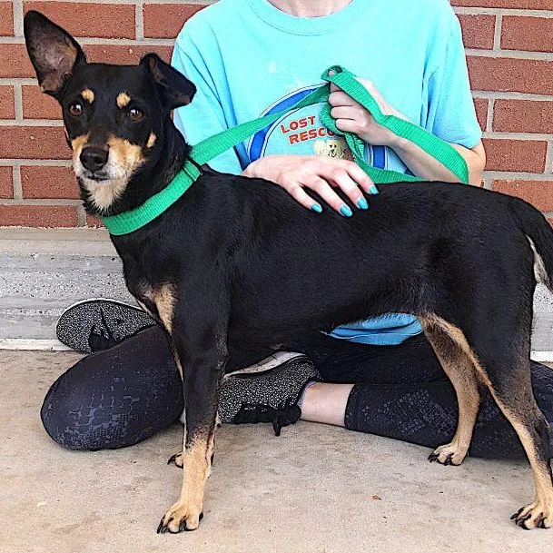 An adult small-sized female Black Miniature Pinscher dog named Onix for adoption in Carrollton, TX