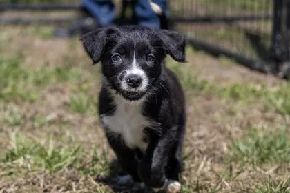 A baby small-sized female Mixed Breed dog named Luna Moth for adoption in West Chester, PA