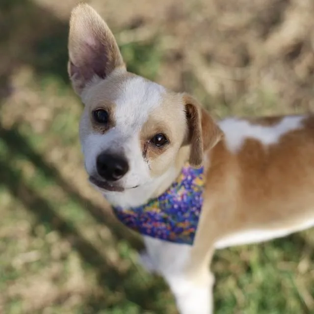 A young small-sized male Chihuahua dog named Chester for adoption in San Antonio, TX