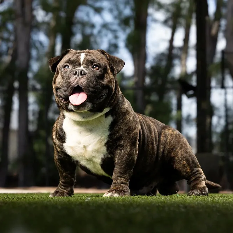 An adult small-sized male Brindle English Bulldog dog named Theon for adoption in Jupiter, FL