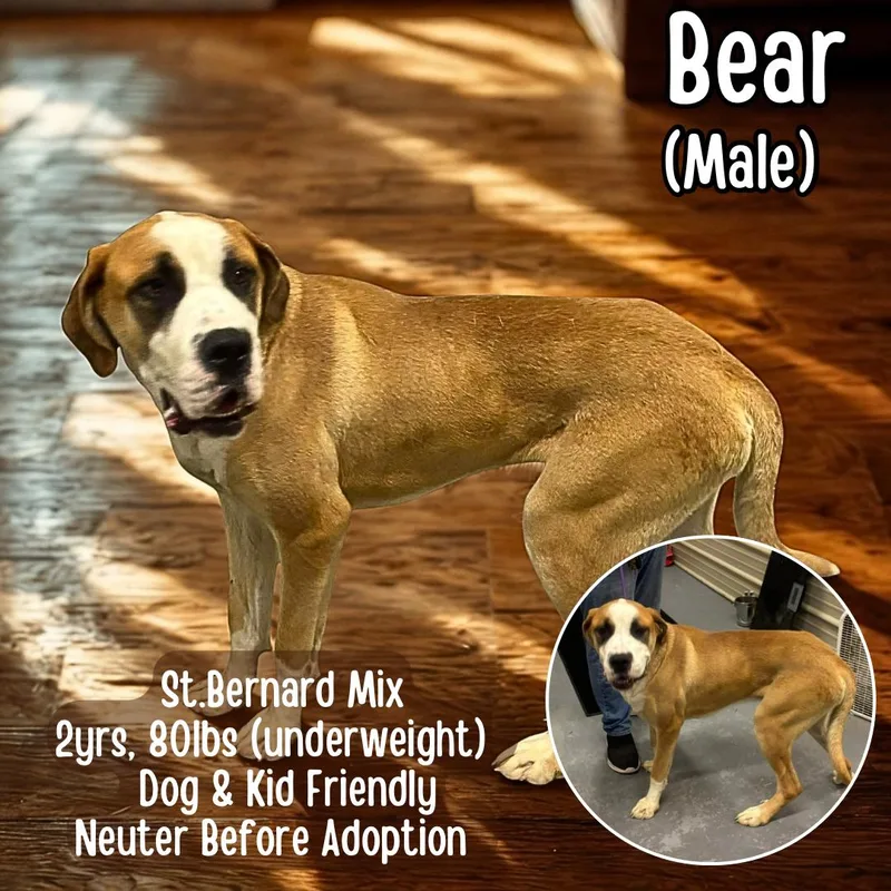 Bear thumbnail 2
