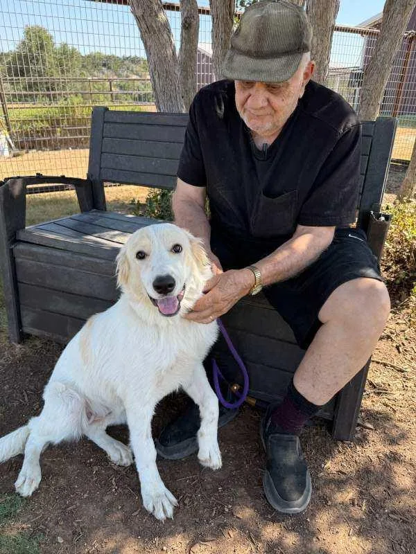 A young large-sized female White / Cream Great Pyrenees dog named Amelia for adoption in Spring, TX