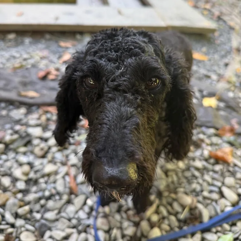 An adult small-sized female Black Miniature Poodle dog named Luna for adoption in West Chester, PA