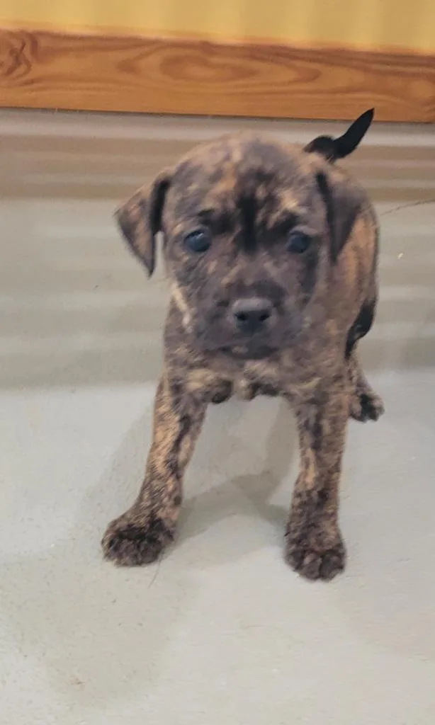A baby small-sized female Mixed Breed dog named Dwarf   Doc for adoption in Lawrenceburg, TN
