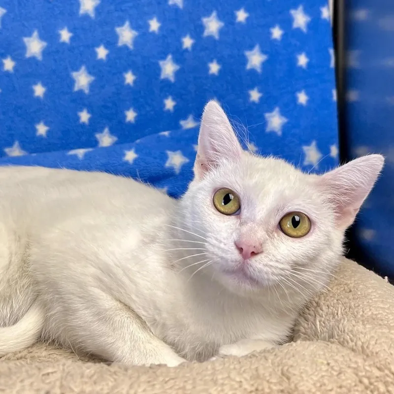 A young medium-sized female White Domestic Short Hair cat named Powder for adoption in Edinburg, VA