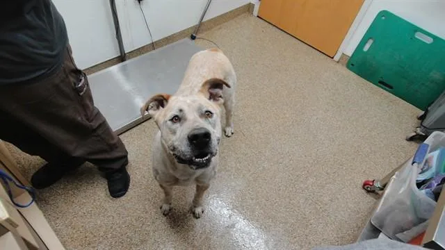An adult large-sized male Mastiff dog named Clyde for adoption in Albuquerque, NM