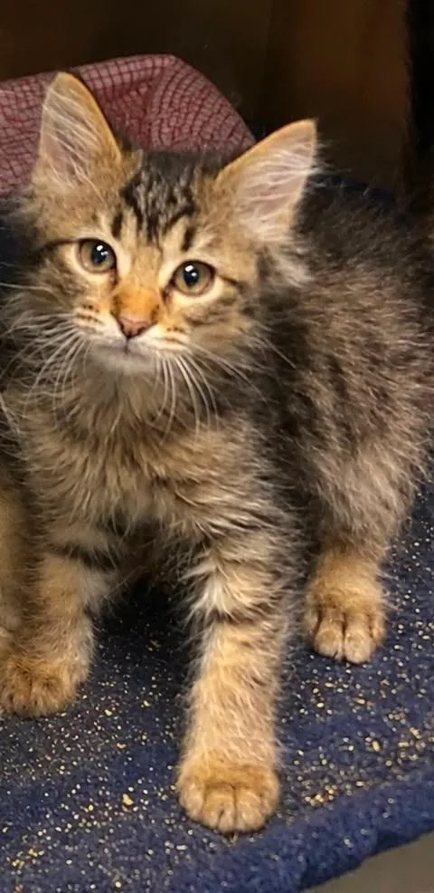 A baby small-sized female Domestic Short Hair cat named Laura for adoption in Columbia, TN